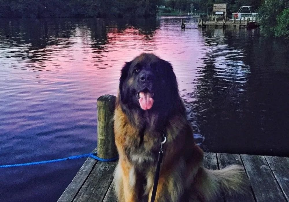 hund_paa_vores_bro_17862-254f6dbb